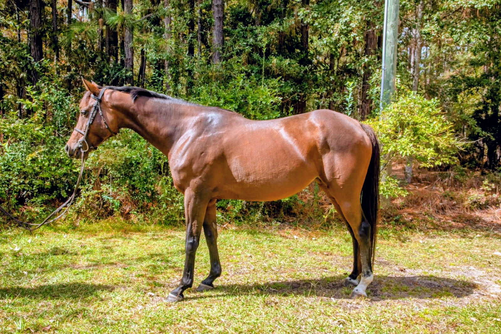 Side conformation view of the bay Thoroughbred mare
