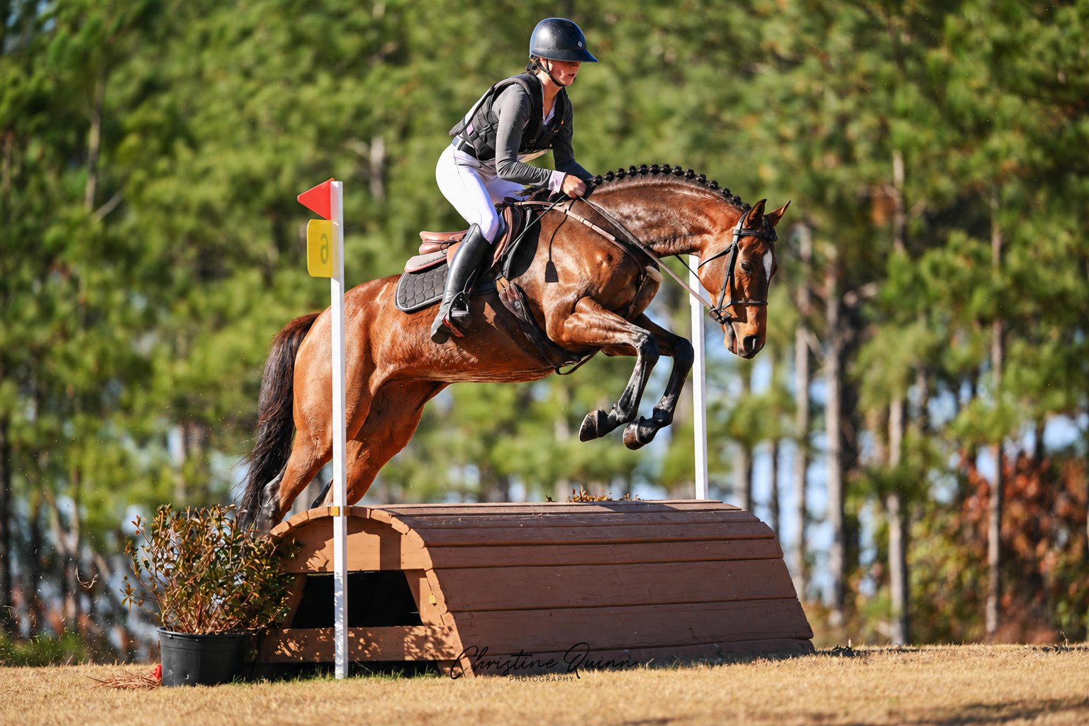 Braided mare jumping a cross-country obstacle