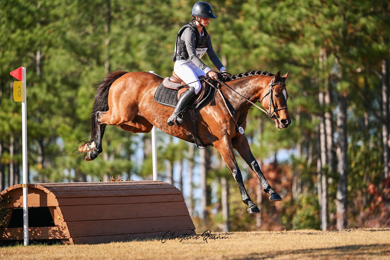 Bay Thoroughbred mare with a neatly braided mane and forelock clearing a cross-country obstacle